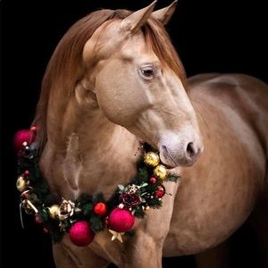 Meet your Posher, Ursula